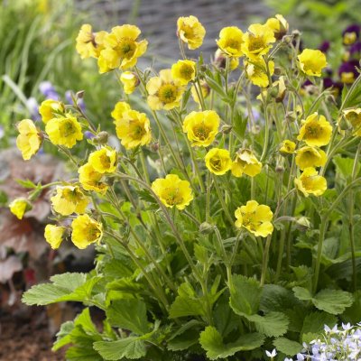 Geum hybr. Lisanne