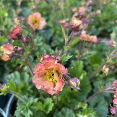 Geum hybr. Mai Tai ®