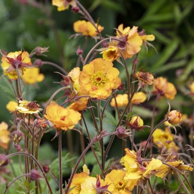 Geum hybr. Mango Lassi