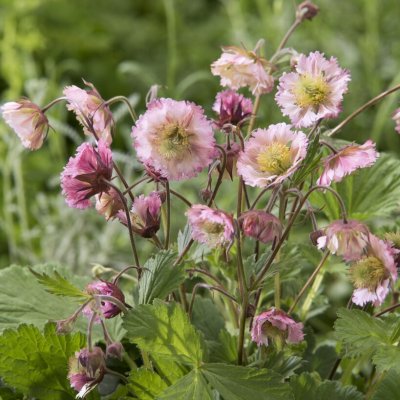 Geum hybr. Pink Fluffy, Trädgårdsnejlikrot