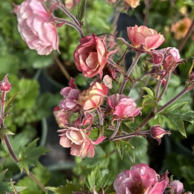 Geum hybr. Pretticoats ™ Peach
