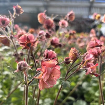 Geum hybr. Pretticoats ™ Peach