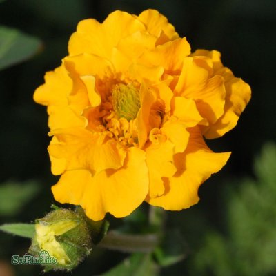 Geum chiloense Lady Stratheden, Praktnejlikrot, P9cm