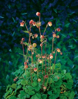 Geum rivale, Humleblomster, P9cm