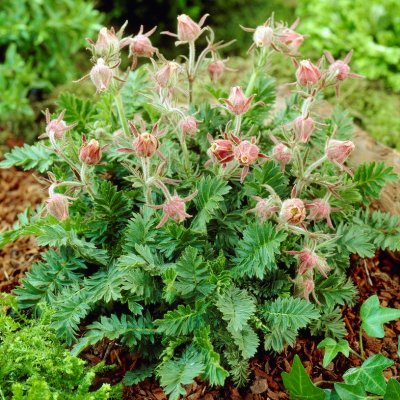 Geum triflorum, Fjädernejlikrot, P9cm