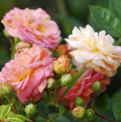 multiflora Ghislaine Feuerwerk, Myskros/Klätterros