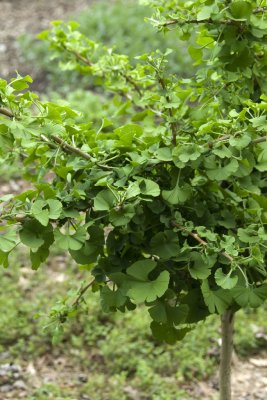 Ginkgo biloba Mariken, Ginkgo, 90 stam C12