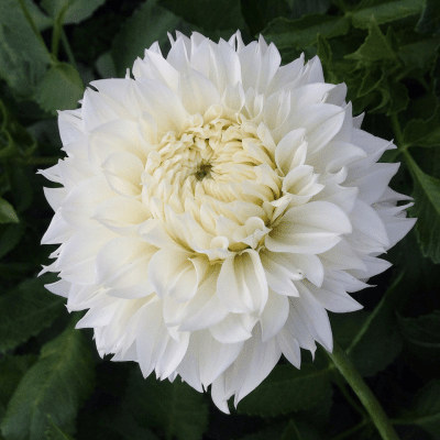 Dahlia Dekorativ Gitt´s Attention 1st