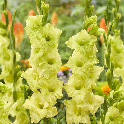 Gladiol Storblommig Dingadong 10st