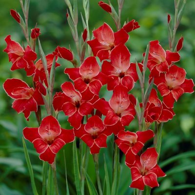 Gladiol Småblommig Atom 10st