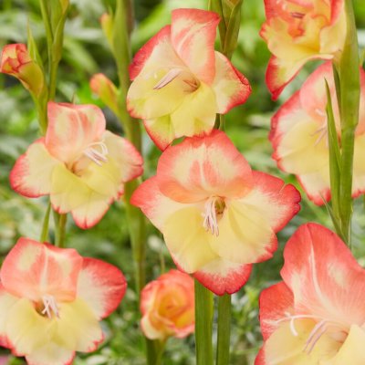 Gladiol Småblommig Las Vegas 10st