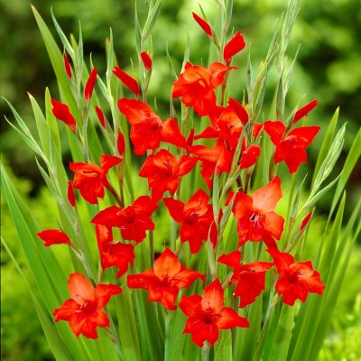 Gladiol Småblommig Mirella 10st