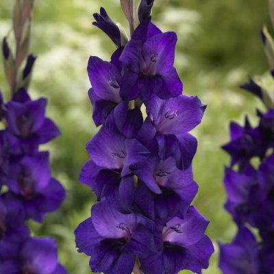 Gladiolus Purple Flora