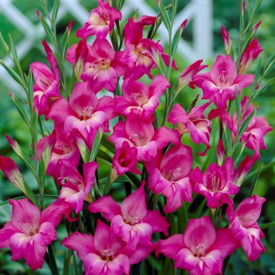 Gladiol Småblommig Charm 10st