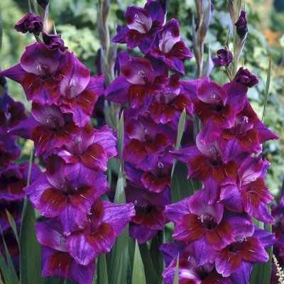 Gladiol Storblommig Velvet Eyes