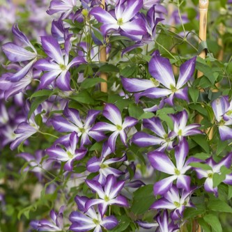 Italiensk Klematis - Clematis viticella Glorious &reg; Cloud &reg; (Storlek: C2)