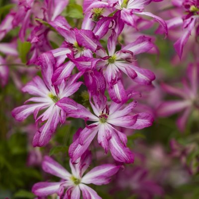Clematis viticella Glorious ® Surprise ®