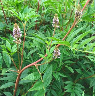 Glycyrrhiza yunnanensis, Yunnan Lakrits, C5