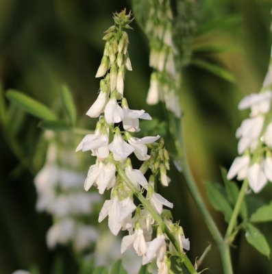Glycyrrhiza glabra Lammefjord Lakrids, Lakritsrot, C3