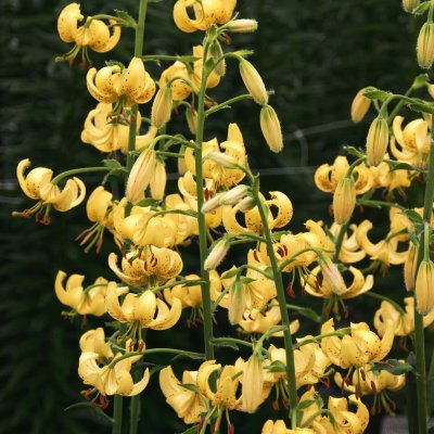 Lilium martagon Golden Morning, Krollilja, P11cm