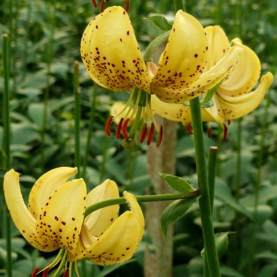 Lilium martagon Golden Morning, Krollilja, P11cm