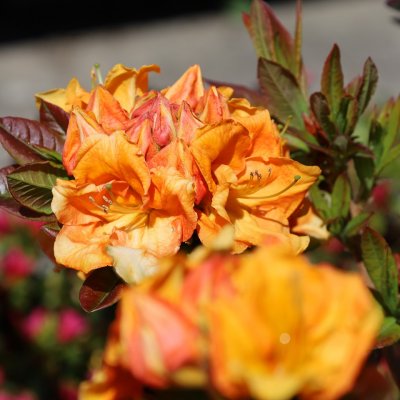 Rhododendron mixtum Goldköpfchen, Azalea, 40 C5