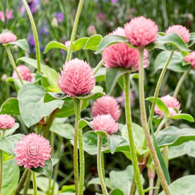 Klotamarant Salmon Pastel