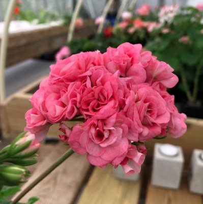 Rosenpelargon Grainger´s Antique Rose, kruka