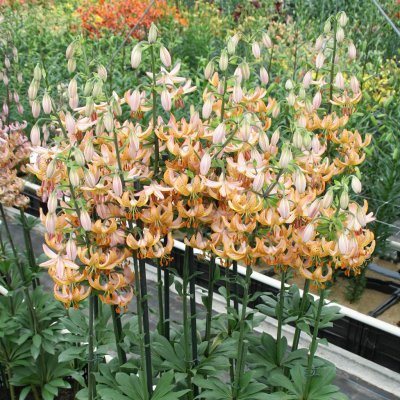 Lilium martagon Guinea Gold, Krollilja, P11cm