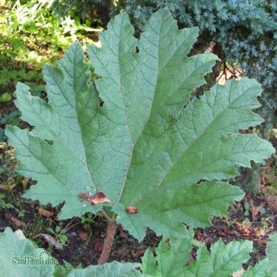 Gunnera manicata, Jättegunnera, P11cm