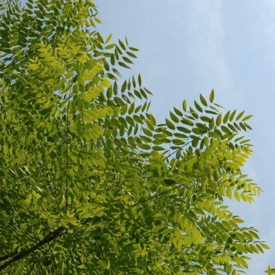 Gymnocladus dioicus (canadensis), Kentuckykaffe, 50-60 C3