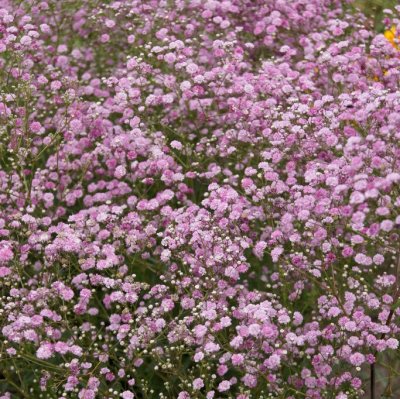 Gypsophila paniculata Festival ™ Pink Lady, Brudslöja, SQ1
