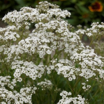 Gypsophila paniculata Festival ™ White Flare, Brudslöja, P11cm