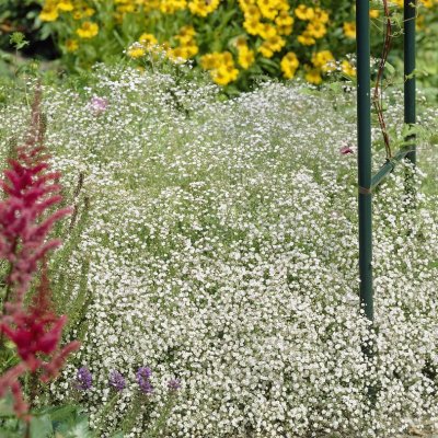 Gypsophila repens Jolien, Hängslöja