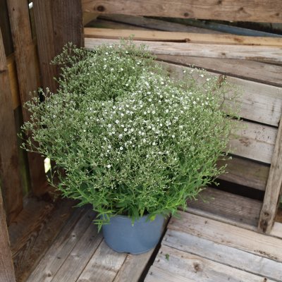 Gypsophila Summer Sparkle