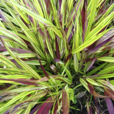 Hakonechloa macra Naomi, Hakonegräs