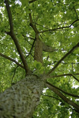 Halesia carolina, Snödroppsträd, 150-175 C10
