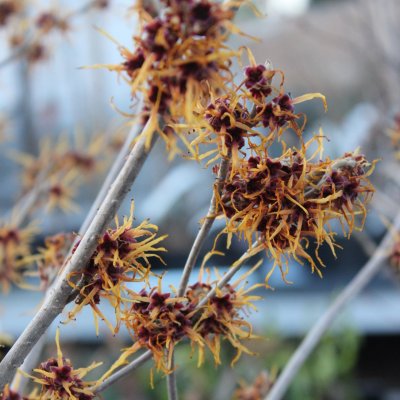 Hamamelis intermedia Aphrodite, Hybridtrollhassel, 50-60 C5