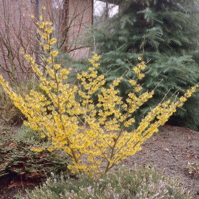 Hamamelis intermedia Pallida, Hybridtrollhassel