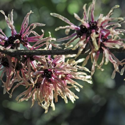 Hamamelis intermedia Strawberries and Cream, Hybridtrollhassel
