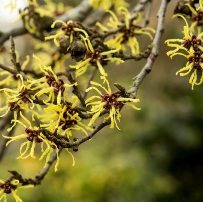 Hamamelis japonica Pendula, Japansk Trollhassel, 60-80 C5