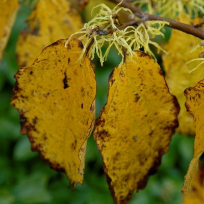 Hamamelis virginiana, Amerikansk Trollhassel, 60-80 C7,5
