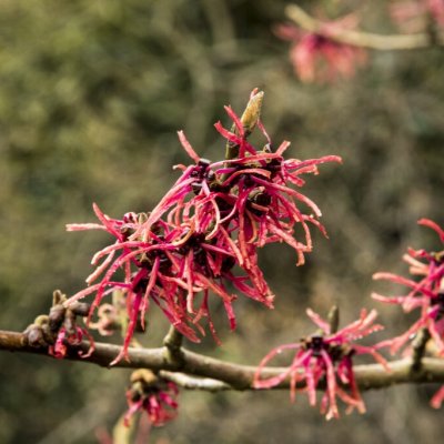 Hamamelis intermedia Livia
