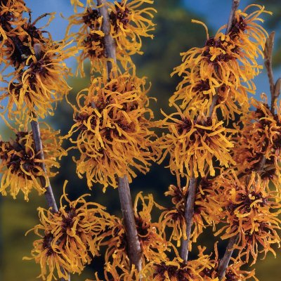Hamamelis intermedia Orange Beauty, Hybridtrollhassel, 40-50 C5