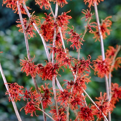 Hamamelis intermedia Ruby Glow, Hybridtrollhassel, 50-60 C5