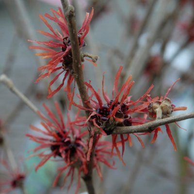 Hamamelis intermedia Twilight, Hybridtrollhassel, 60-80 C7,5