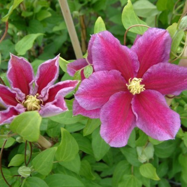 Klematis Storblommig - Clematis patens Hania (Storlek: C2)