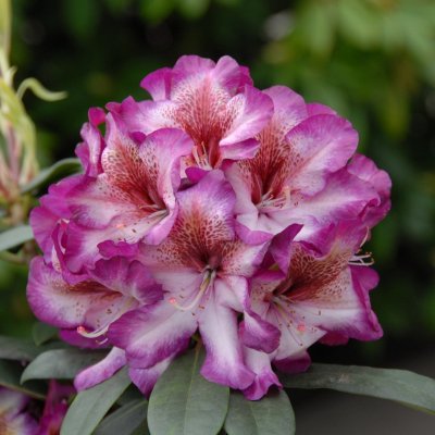 Rhododendron hybr. Hans Hachmann ®, Rododendron, 30-40 C5