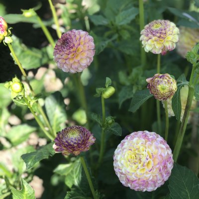 Dahlia Pompon Hapet Compo 1st