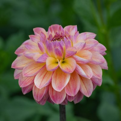Dahlia Dekorativ Hapet Pastel 1st